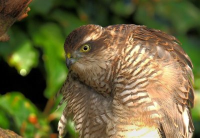 Sparrowhawk  Scotland