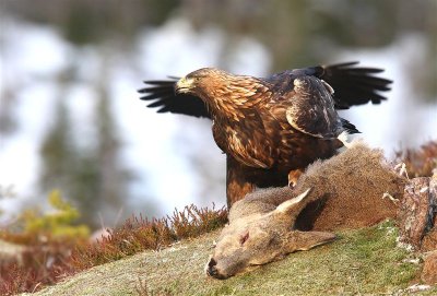 Golden Eagle  Norway