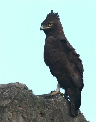 Long-crested Eagle  South Africa