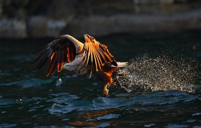 White-tailed Eagle  Norway