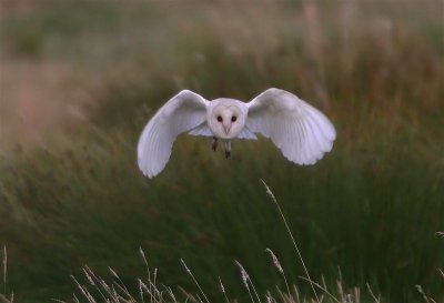 Barn Owl  England