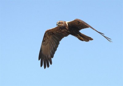 Marsh Harrier  England