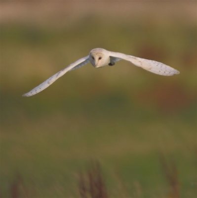 Barn Owl  England