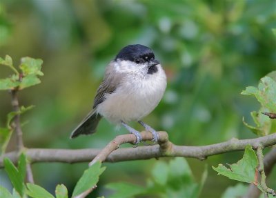 Marsh Tit