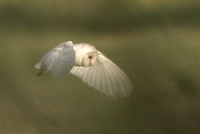 Barn Owl