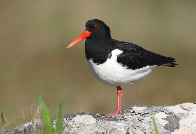 Oystercatcher