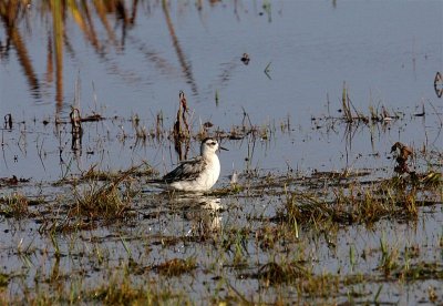 Grey Phalarope