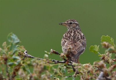 Woodlark