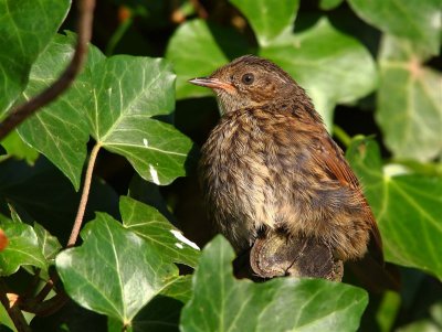 Dunnock