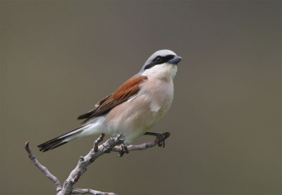 Red-backed Shrike