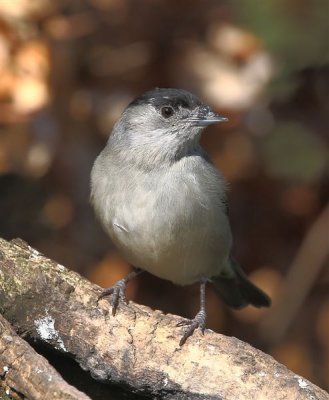 Blackcap