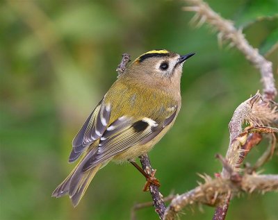 Goldcrest  Mainland