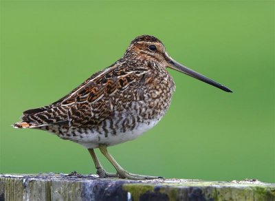 Snipe  Mainland