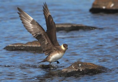 Arctic Skua Mainland