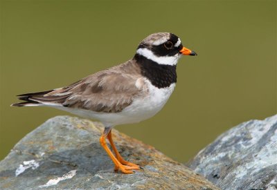 Ringed Plover Mainland