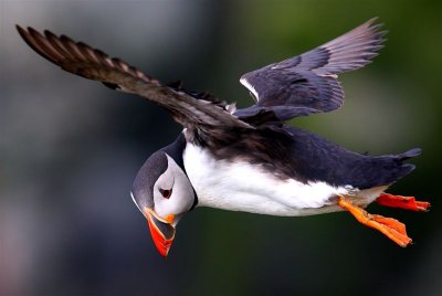 Puffin  Mainland