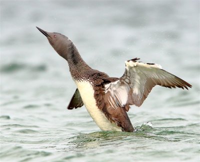 Red-throated Diver  Mainland