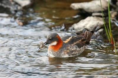 Red-necked Phalarope  Fetlar