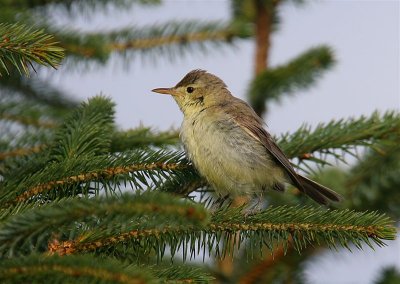 Melodious Warbler   Unst
