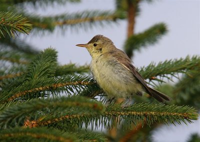 Melodious Warbler Unst