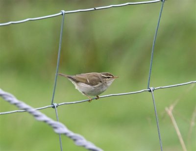 Arctic Warbler  Mainland