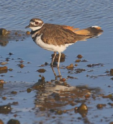 Killdeer Mainland