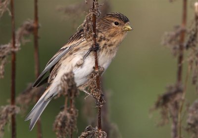 Twite  Mainland