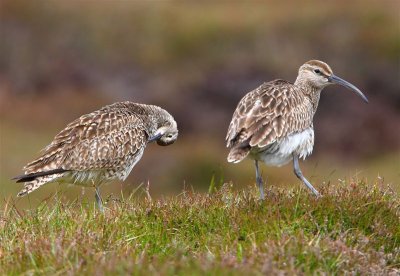 Whimbrel Mainland