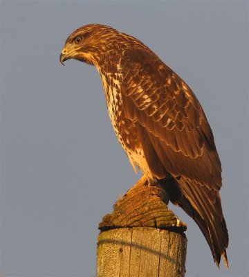 Buzzard   Scotland