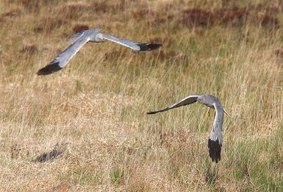 Hen Harrier  Scotland