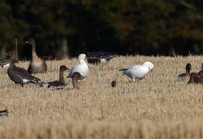 Ross's Goose