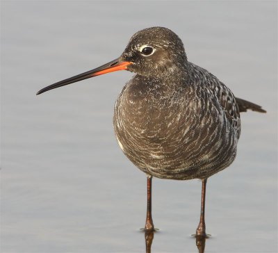 Spotted Redshank  Lesvos