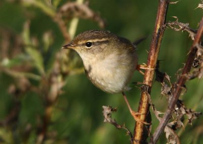 Radde's Warbler Mainland