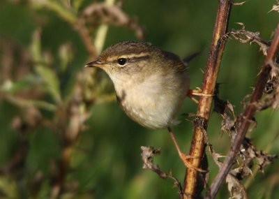 Radde's Warbler   Mainland