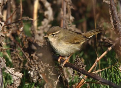 Raddes Warbler  Shetland