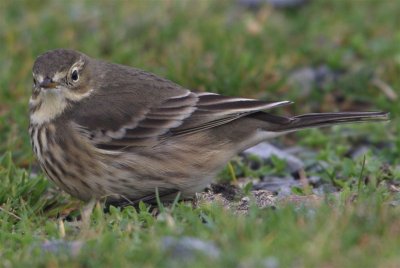 Buff-bellied Pipit Mainland