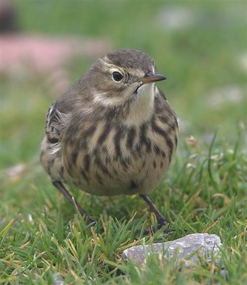 Buff-bellied Pipit