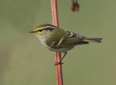 Pallas's Warbler