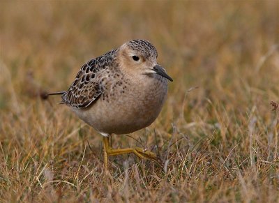 Buff-breasted Sandpiper   Mainland