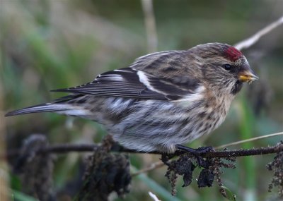 Redpoll (Greenland Race) Unst