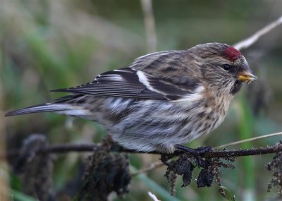 Redpoll  (Greenland Race)    Unst