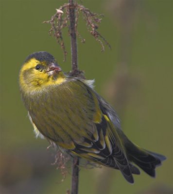 Siskin      Mainland