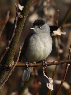 Blackcap   Mainland