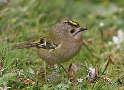 Goldcrest Mainland