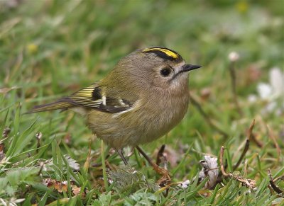 Goldcrest   Mainland