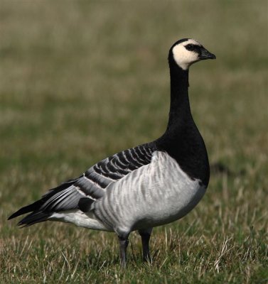 Barnacle Goose    Unst