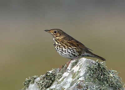 Song Thrush   Mainland