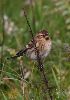 Redpoll Mainland