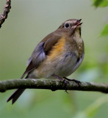 Red-flanked Bluetail    Mainland