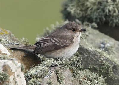 Spotted Flycatcher Mainland